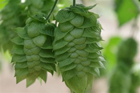 USA Hops Hop Growers Of America