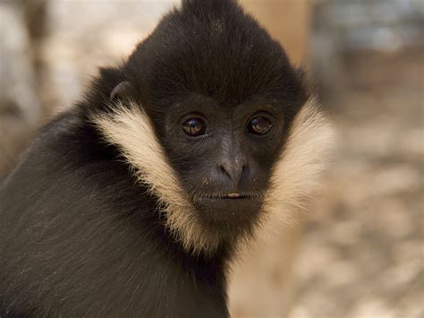 List of GCC Gibbons - Gibbon Conservation Center