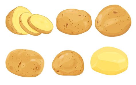 Premium Vector Set Of Potatoes Vector Illustration Isolated On White Background Vector Eps 10