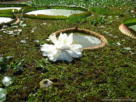 Leyendas Correntinas La Flor Del Irupe