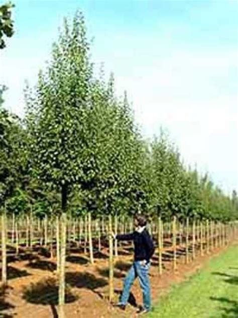 Säulen Weißdorn Crataegus monogyna Stricta kaufen