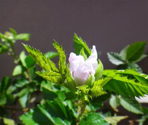Flower Bud Blackberry Stock Image Image Of Edible 102090751