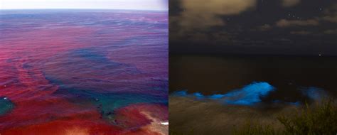 Red Tides In California California Sea Grant