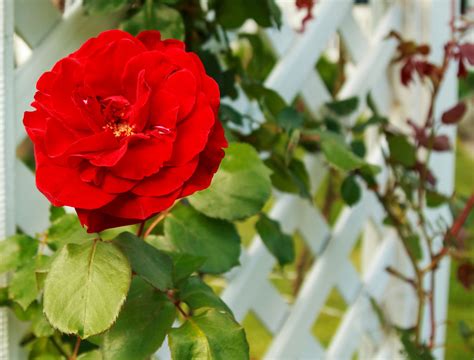 7 Best Climbing Roses For Your Garden