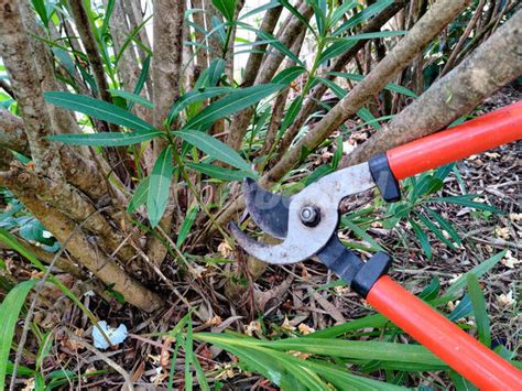 Comment Bien Tailler Un Laurier Palme Nos Conseils Essentiels Les