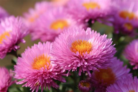 China Aster Flower Meaning, Symbolism & Spiritual Significance ...