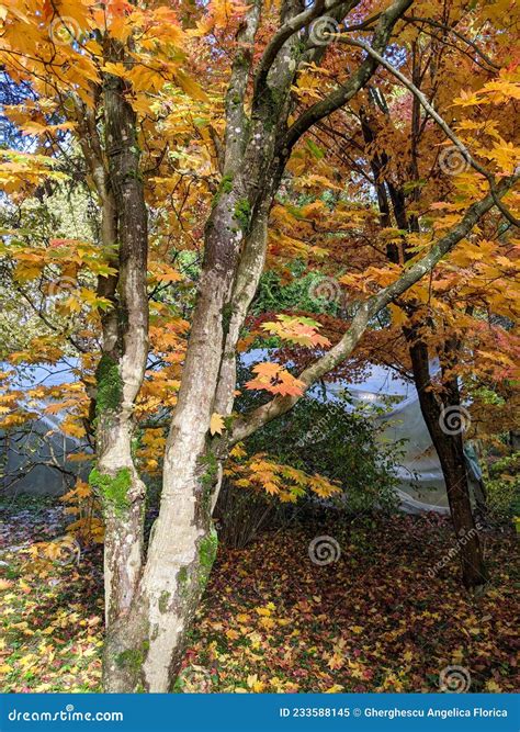 Tree In The Dendrological Park â€žarboretum Silvaâ€ GurahonÅ£ Commune