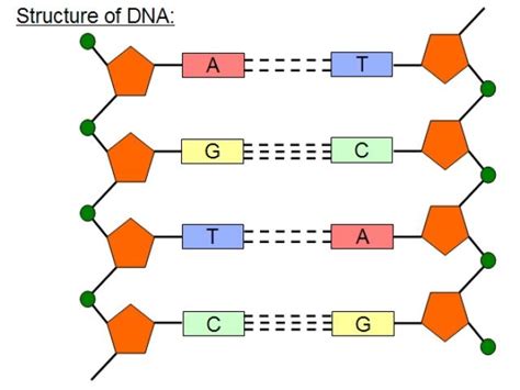 Dna Drawing Labeled At Explore Collection Of Dna