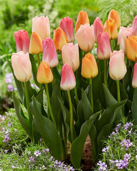 Tulpen Tulipa Mischung Bild Kaufen 13667991 Gartenbildagentur