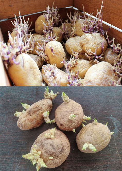 Grow Potatoes In Containers Bags Best Secrets A Piece Of Rainbow