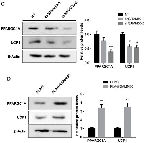 Ijms Free Full Text Samm50 Regulates Thermogenesis Of Beige