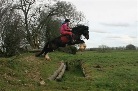 Cairnview Stud Irish Cobs Cairnview Stud