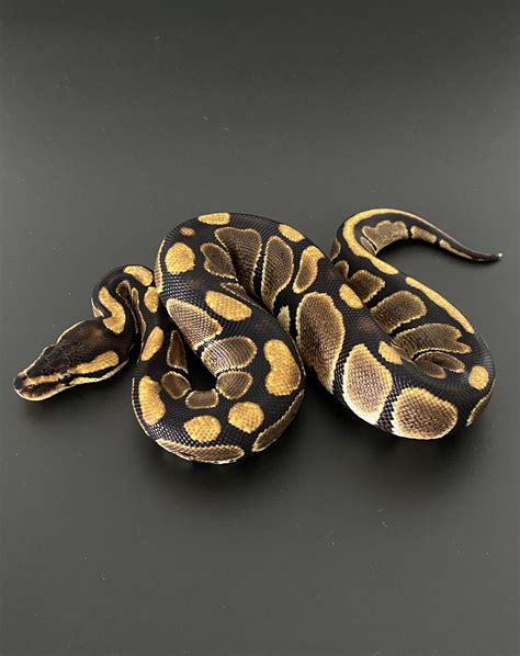 Genetic Black Back Ball Python Traits Morphpedia