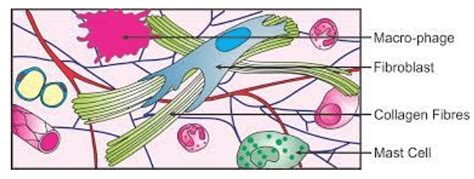 Areolar Tissue: Structure, Location, Function & Disorders