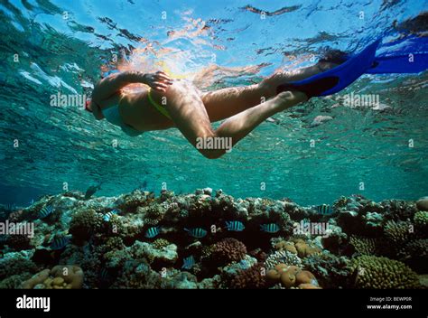 Free Diver Explores Coral Reef Sinai Egypt Red Sea Stock Photo Alamy