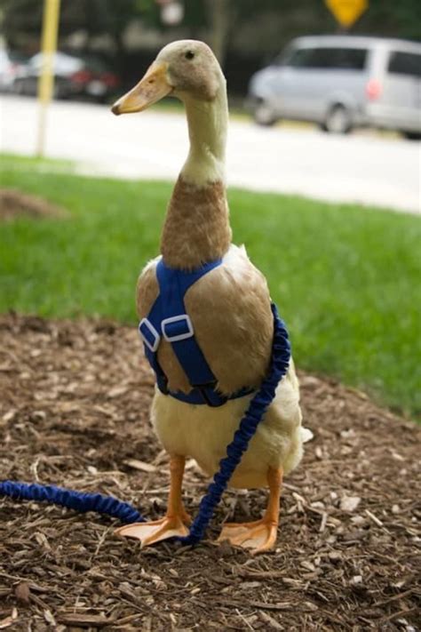 2 Strap Style Walking Harness For Pet Ducks Chickens By Partyfowl