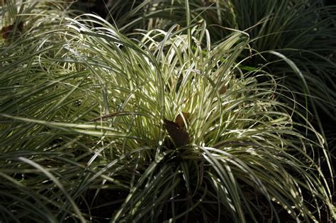 Pourquoi ma plante araignée est elle en train de mourir et comment la