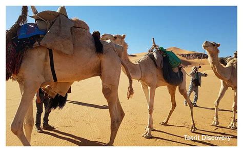 Camel Trek TATRIT DISCOVERY