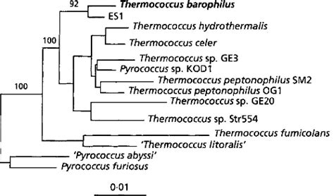 Thermococcus Litoralis Archaebacteria