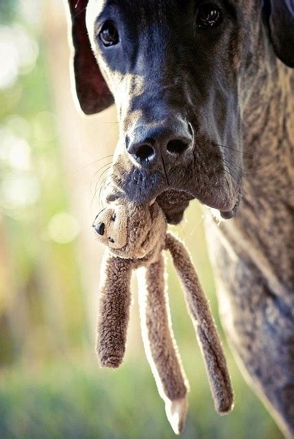 Brindle Great Dane I Love Dogs Great Dane Baby Dogs