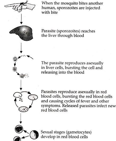 Show With The Help Of A Flow Chart Only The Life Cycle Of Malarial 571