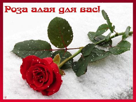 roza-na-snegu | Розы, Открытки