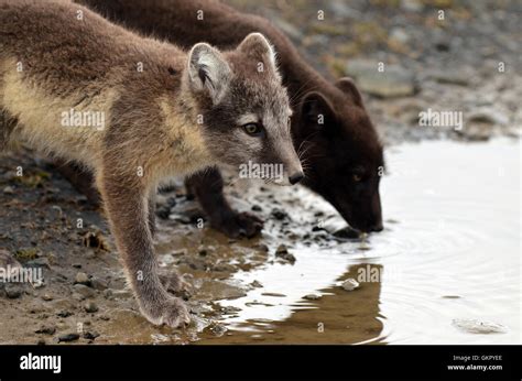 Two arctic foxes in northern Iceland Stock Photo - Alamy