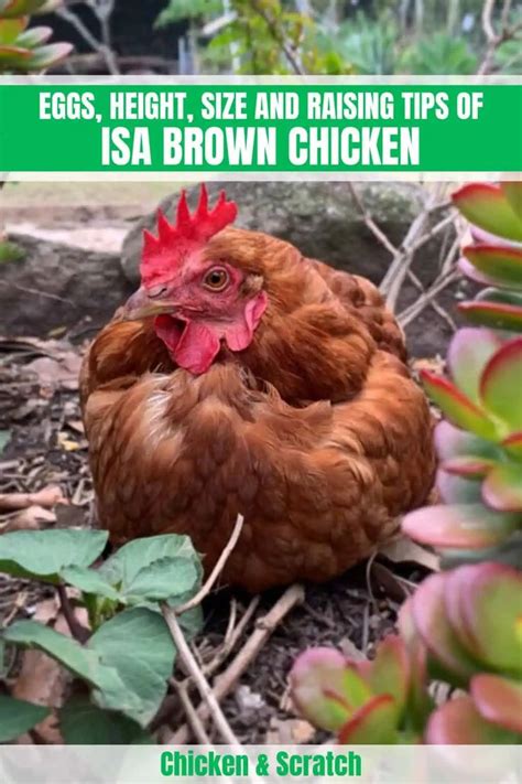 Isa Brown Eggs Height Size And Raising Tips Isa Brown Chickens