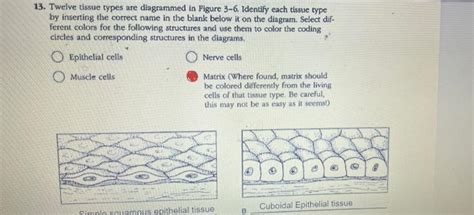 Solved Twelve Tissue Types Are Diagrammed In Figure Chegg