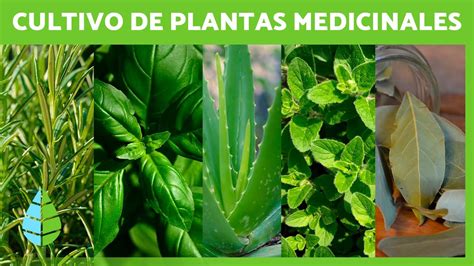 5 Plantas Medicinales Para Cultivar En Casa 🌿🏠 Nombres Y Cómo