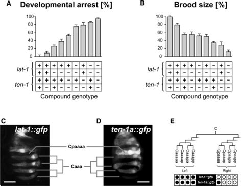 Genetic Interaction And Coexpression Of Lat 1 And Ten 1 Download