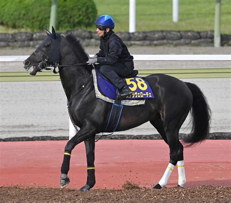 【札幌記念】ステラヴェローチェ 真価発揮だ！3年ぶり重賞vで目指せ完全復活「小回りコースは合う」 競馬ニュース Netkeiba