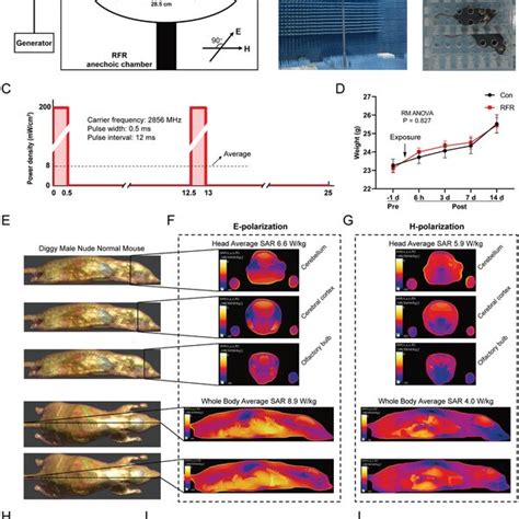 Dopamine activation in dorsal hippocampus CA1 improved spatial learning ... 