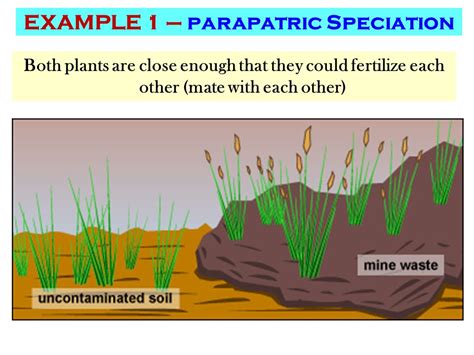 Parapatric Speciation