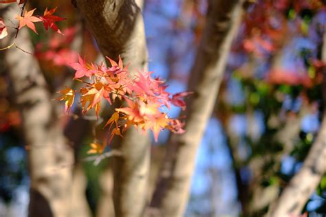 Free Images Tree Nature Branch Blossom Sunlight Leaf Flower