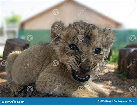 Lion Cub Roaring at South Africa Stock Photo - Image of africa ...