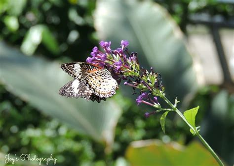 Butterfly exhibit | Butterfly exhibit, Favorite places, Exhibition