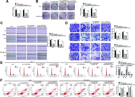 The Knockdown Of Circ Repressed Bc Cell Malignant Progression