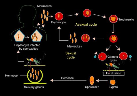 Life Cycle Of Malaria Flowchart Outlet 100 Br