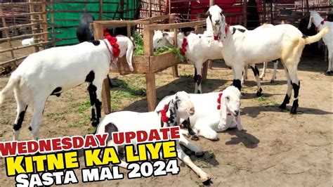 Live Deal Kitne Ka Liya Wednesday Update Qurbani 2024 Desi