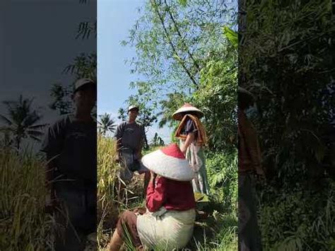 Part Ngabolang Ka Sawah Bolang Viralvideo Pedesaan