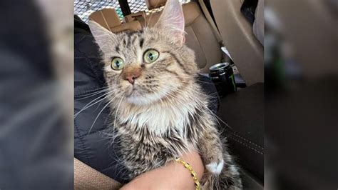 Un chat abandonné dans le sous sol dun immeuble sale et sombre est