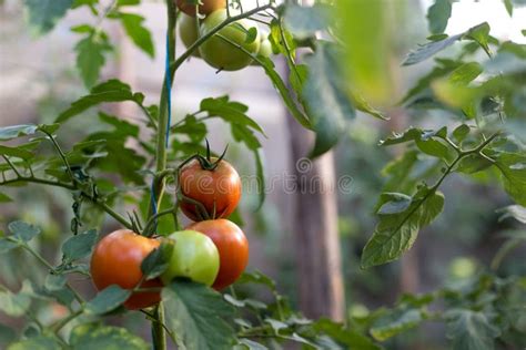 Growing Tomatoes in a Greenhouse Stock Photo - Image of farming, green ...