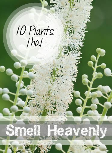 10 Plants that Smell Surprisingly Heavenly ~ Bless My Weeds