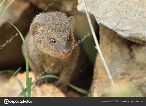 Indian Mongoose Herpestes Auropunctatus Island Korcula Croatia ⬇