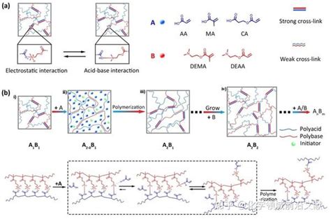 电子科技大学崔家喜教授团队adv Funct Mater：交替生长水凝胶尺寸和性能的原位后调节 知乎