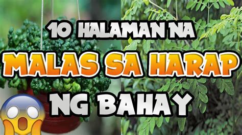 10 Halaman Na Malas Sa Harap Ng Bahay Youtube