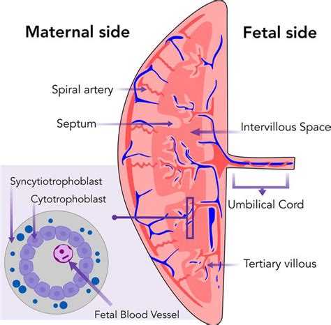 GDM Induced Vascular Injury And Its Relationship With Fetal Metabolic