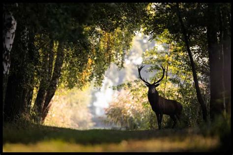 Pennsylvania Hunting Seasons [updated Schedule] Huntingseasons