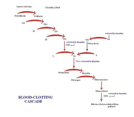 Coagulation Cascade Animation